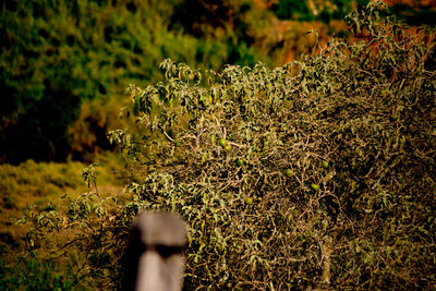 Close-up of person on plant in field