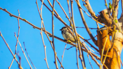 Low angle view of bird perching on branch against blue sky