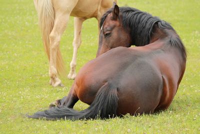 Horses in a field