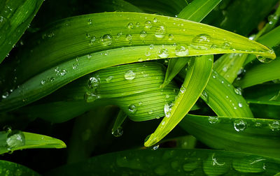 Close-up of raindrops on green leaves