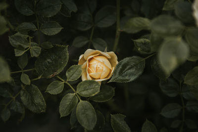 Close-up of rose plant