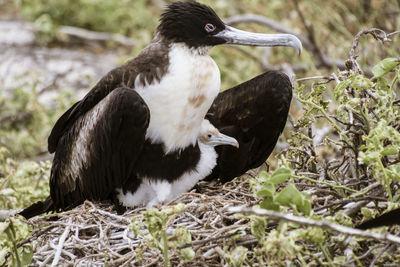 Close-up of a bird on field