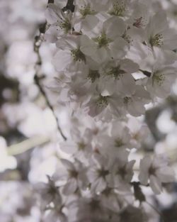 Close-up of white flowers on tree