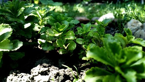 Close-up of plant