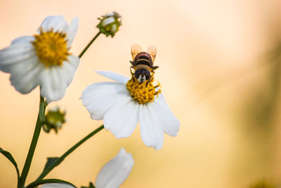 Close-up of bee on flower