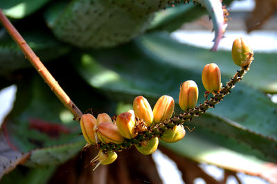 Close-up of flowering plant