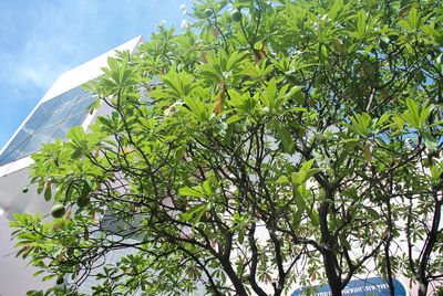 Low angle view of tree against sky