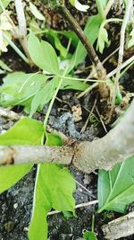 Close-up of plant