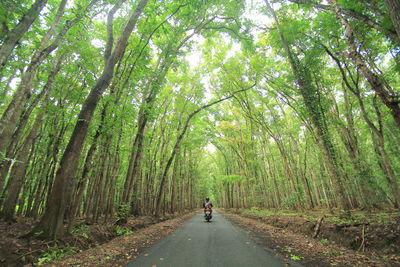 Rear view of person riding motor scooter amidst trees on road
