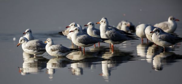 Flock of seagulls in lake