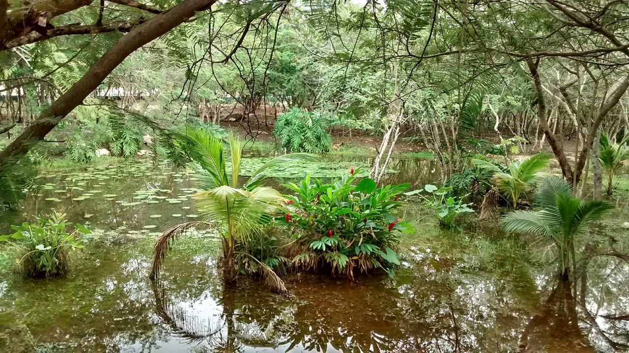 nature, growth, water, tree, plant, green color, outdoors, beauty in nature, no people, tranquility, leaf, day, backgrounds, freshness