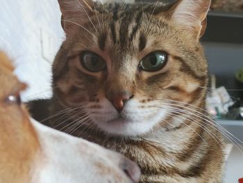 Close-up portrait of tabby cat