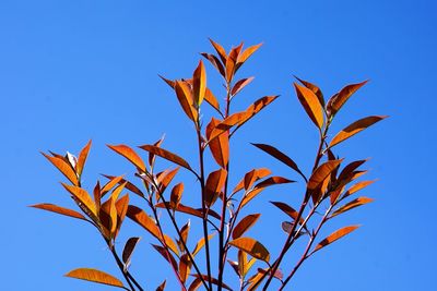 Low angle view of tree against clear sky