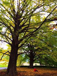 Trees growing in sunlight