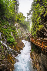 Scenic view of stream amidst trees in forest