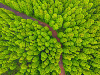 Full frame shot of green leaves