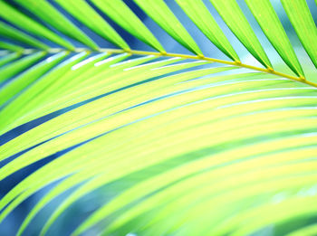 Full frame shot of palm leaves