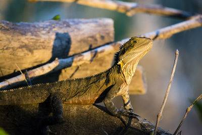 Close-up of lizard