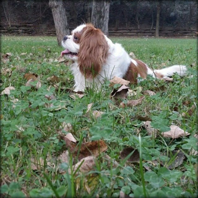 animal themes, grass, bird, domestic animals, field, one animal, wildlife, mammal, animals in the wild, livestock, two animals, grassy, nature, day, outdoors, full length, standing, side view, feeding, park - man made space