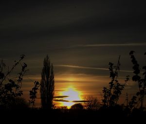 Silhouette trees against sky during sunset