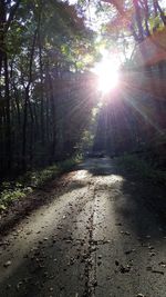 Trees in forest