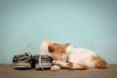 Cat sleeping on wall