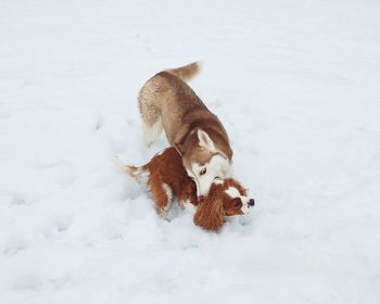 Snow covered field