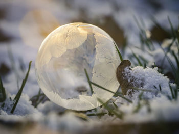 Close-up of snow on leaf during winter