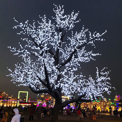 Crowd tree at night