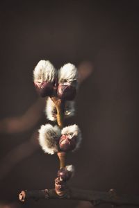 Close-up of catkin in the forest