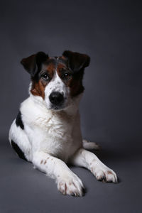 Portrait of dog sitting against black background