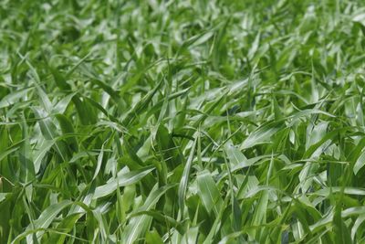 Full frame shot of crops growing on field