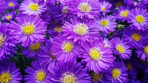 Close-up of purple flowers blooming outdoors