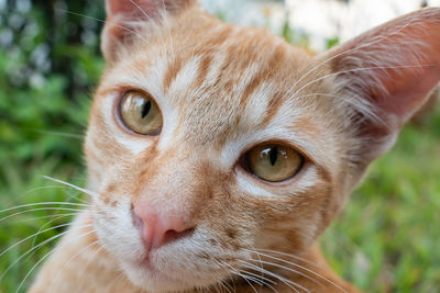 Close-up portrait of a cat