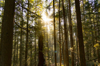 Low angle view of trees