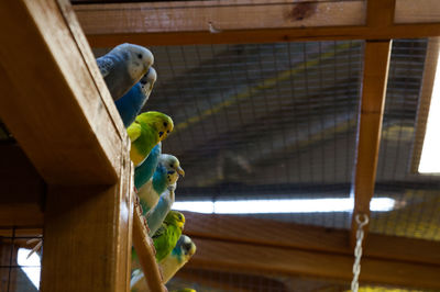 Parrots in a row