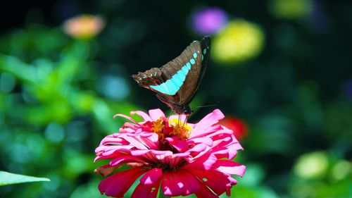 Close-up of butterfly pollinating on flower