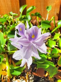 Close-up of purple flowers blooming outdoors
