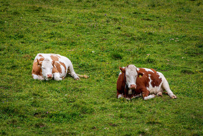 Two cows on the meadow in the dolomites