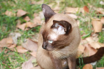 Close-up of a cat on field