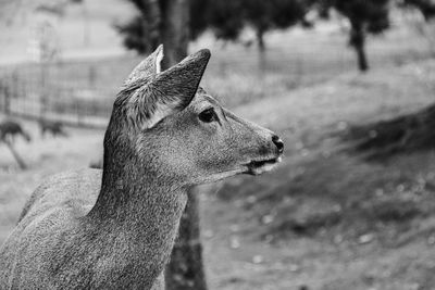 Close-up of deer looking away