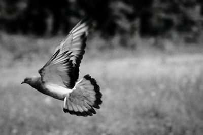 Bird flying over white background