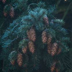High angle view of pine tree