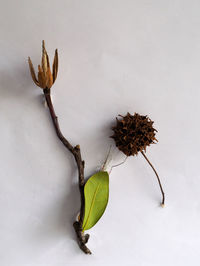 Close-up of wilted plant against white background
