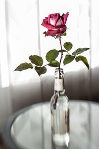 Close-up of rose in vase on table