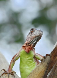 Close-up of a lizard on wood