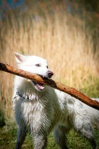 Dog looking away