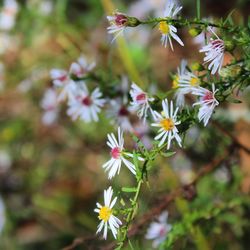 Close-up of flowers blooming outdoors