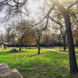 Trees in park