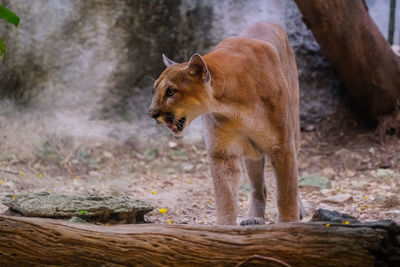 Side view of an animal on land